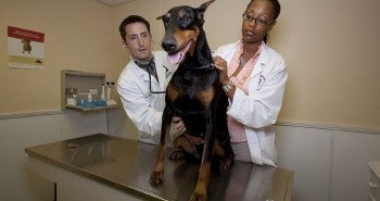 doberman dog veterinarian