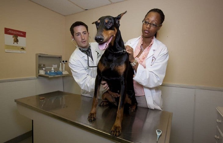doberman dog veterinarian