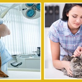 ear mites in dogs and cats