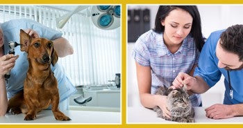 ear mites in dogs and cats