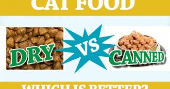 cat food dry vs canned which is better