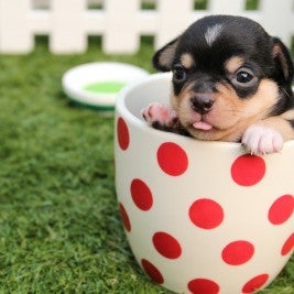 chihuahua cup what to feed a puppy