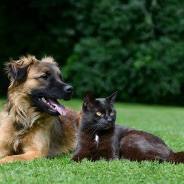 dog cat outdoors fleas and ticks