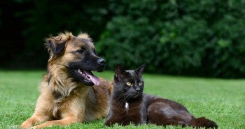 dog cat outdoors fleas and ticks