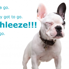 dog eyes closed incontinence