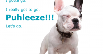 dog eyes closed incontinence