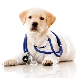 dog puppy stethoscope heartworm