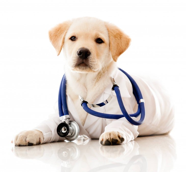 dog puppy stethoscope heartworm
