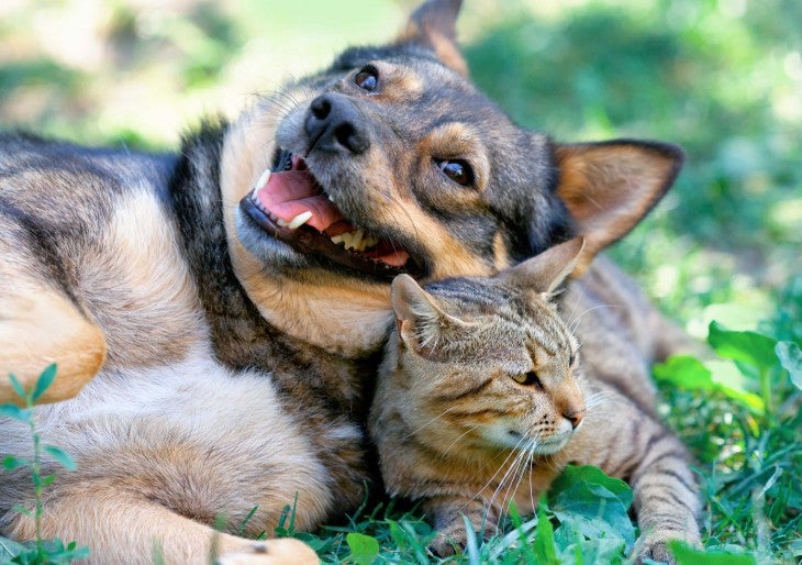 sudden weight loss in cats and dogs