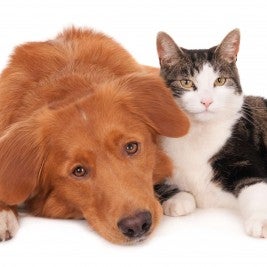 How feed a sick dog to cat