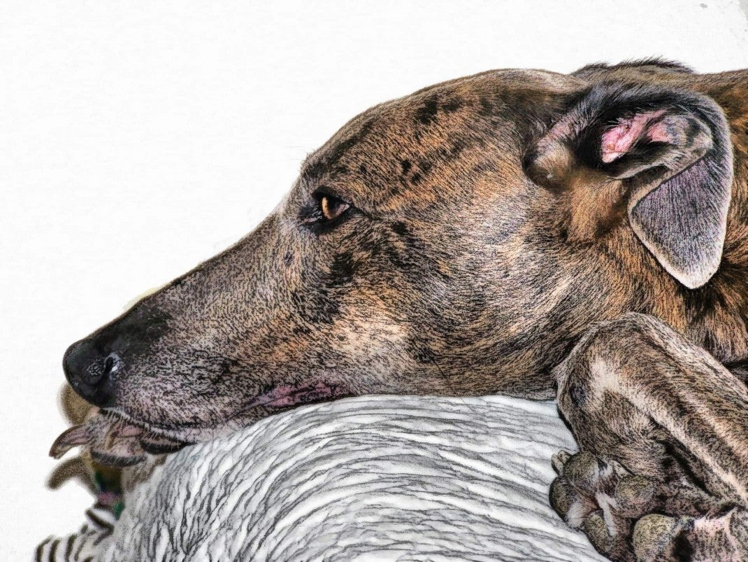 arthritis in dogs