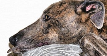arthritis in dogs