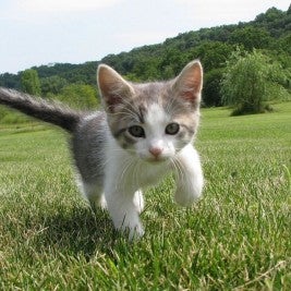 kitten field what to feed a kitten