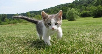 kitten field what to feed a kitten