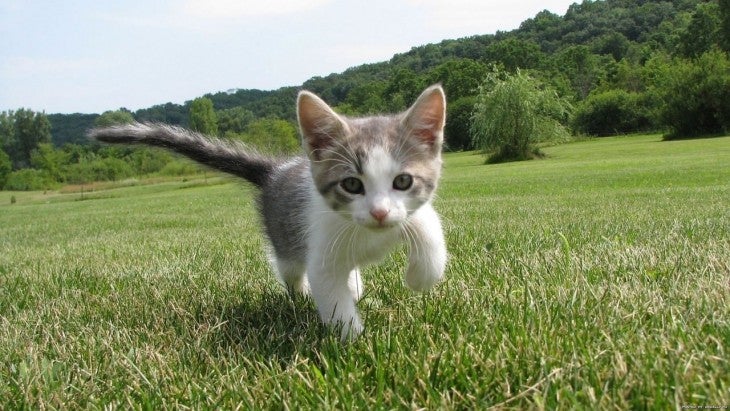 kitten field what to feed a kitten