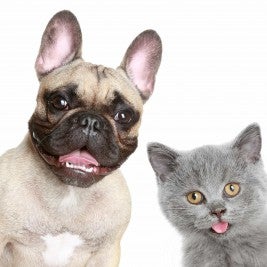 rapid hair loss in dogs and cats
