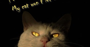 How to Stop Your Cat from Ruining Your Sleep