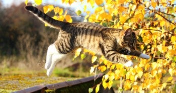 cat jumping exercise