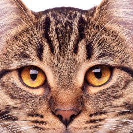 cat vision problems