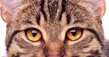 cat vision problems