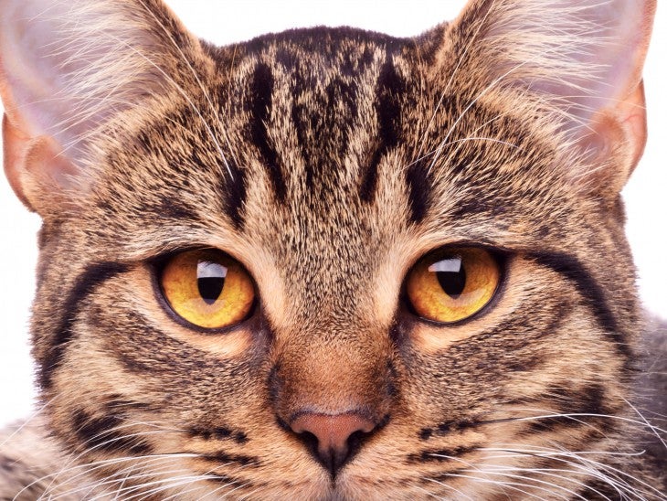 cat vision problems