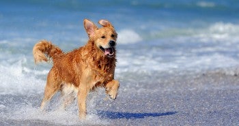 dog beach exercise