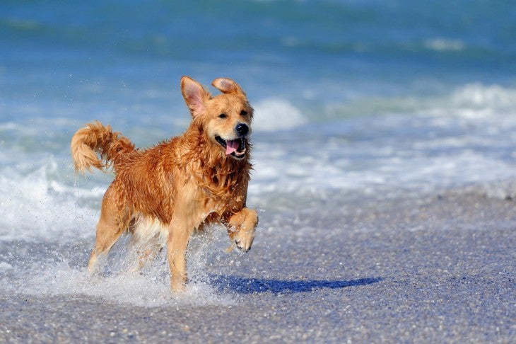 dog beach exercise