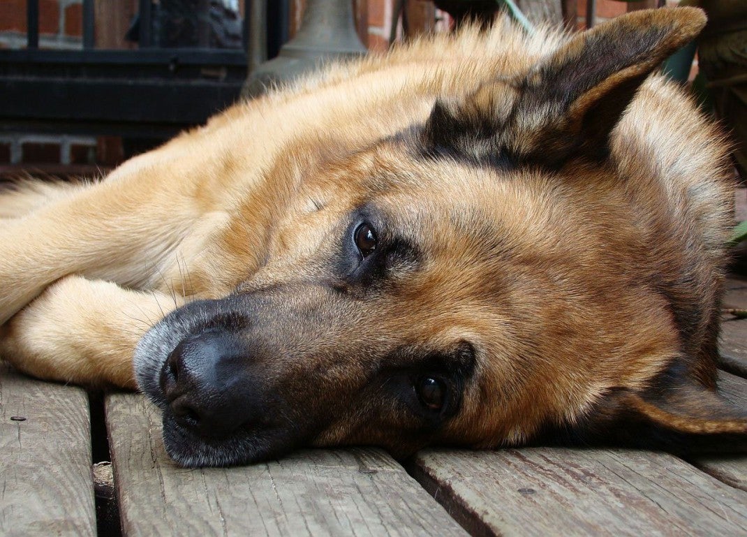seizures in dogs-epilepsy in dogs-german-shepherd