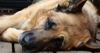 seizures in dogs-epilepsy in dogs-german-shepherd