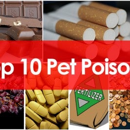 Top 10 pet poisons