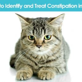 Constipation in cats
