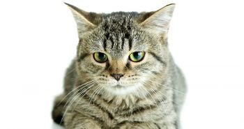 Constipation in cats