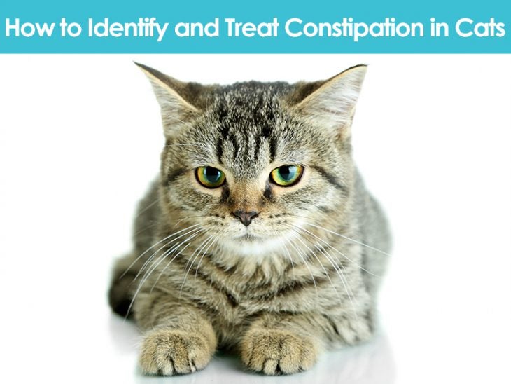 Constipation in cats