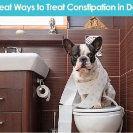 Constipation in Dogs