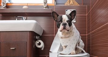 Constipation in Dogs