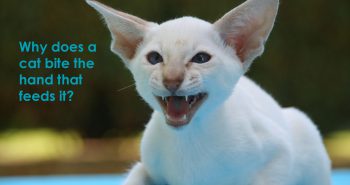 cat bites hand that feeds it_Allivet