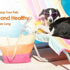 keep your pet cool and healthy all summer long