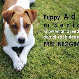 dog food at each life stage