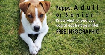 dog food at each life stage