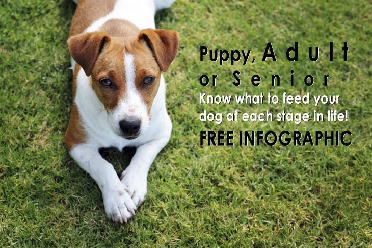 dog food at each life stage