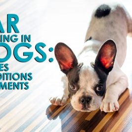 ear swelling in dogs