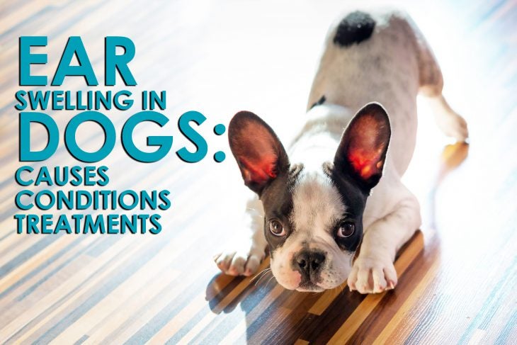 ear swelling in dogs