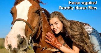 girl on horse How to Protect Your Horse against Deadly Horse Flies