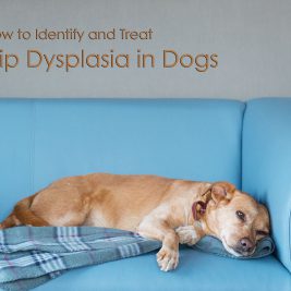 hip dysplasia in dogs - Allivet