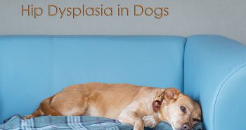 hip dysplasia in dogs - Allivet