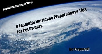 9 essential hurricane preparedness tips for pet owners