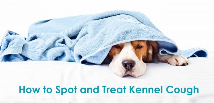 kennel cough_dog towel