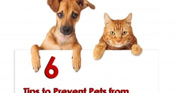 6 Tips to Prevent Pets from Starting Fires