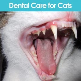 Dental Care for Cats