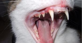 Dental Care for Cats